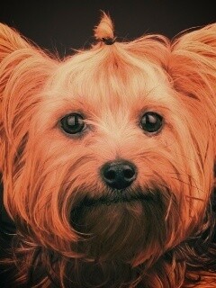 Йоркширский терьер обои