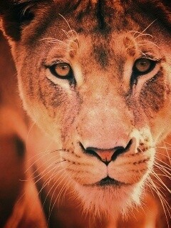 Портрет хищника обои