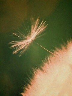 Пушинка одуванчика обои
