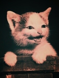 Три милых котенка обои