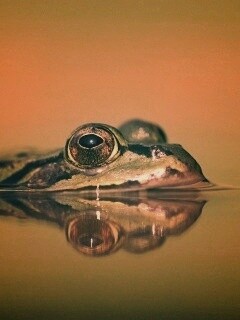 Лягушка обои