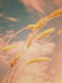 Колосья обои