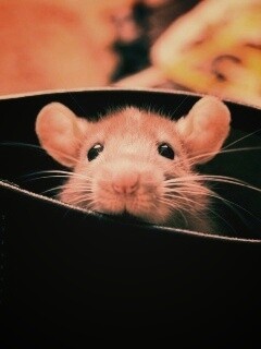 Мышонок выглядывает из ботинка обои