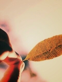 Листик в пальцах обои