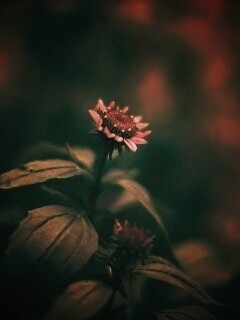 Фотография цветка обои