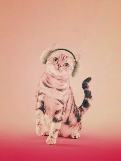 Кот в зеленых наушниках обои