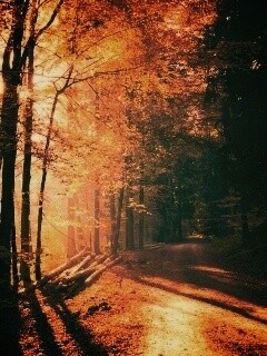 Дорога вдоль просеки в осеннем лесу обои