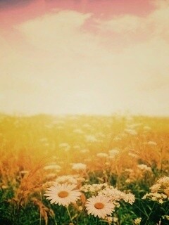 Поле ромашек обои