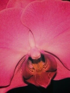 Фиолетовая орхидея обои