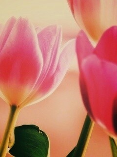 Тюльпаны обои