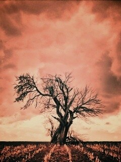 Мертвое дерево обои