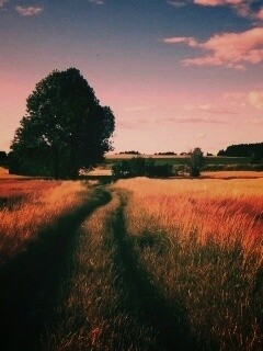 Колея в поле обои