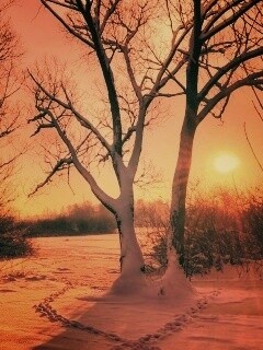 Солнечный свет в зимнем лесу обои