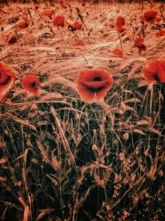 Красные маки обои