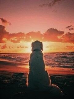 Собака наблюдающая закат на пляже обои