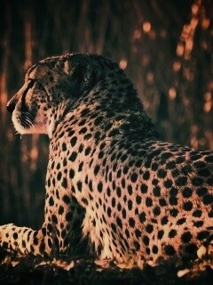 Гепард обои