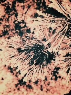 Хвойная ветка обои