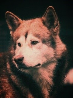 Собака с грустным взглядом обои