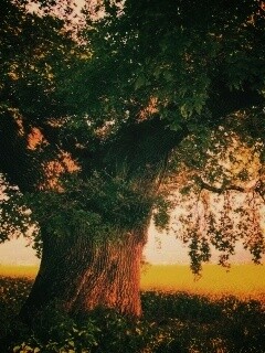 Старый дуб обои