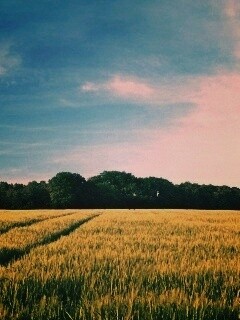 Следы колеи в поле обои