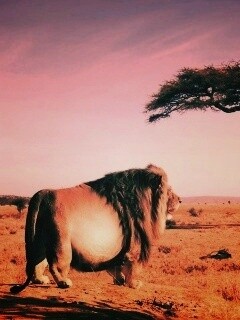 Толстый лев обои