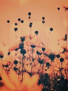 Полевые цветы летом обои