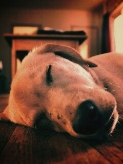 Собака спит обои