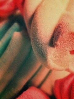 Кручёный зефир обои