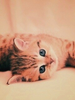 Рыжиый котенок с синим глазами обои