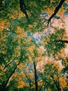 Кроны деревьев обои