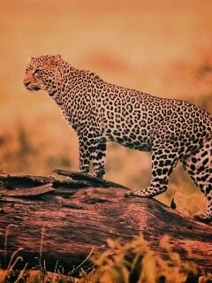 Леопард на природе обои