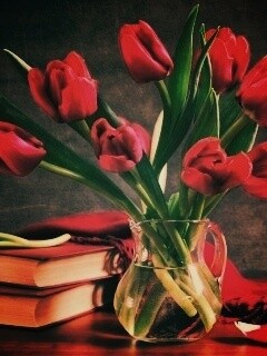 Букет красных тюльпанов обои