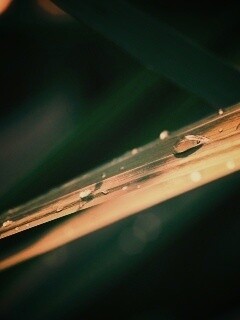 Капли росы на листе обои