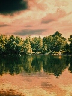 Деревья на берегу озера обои