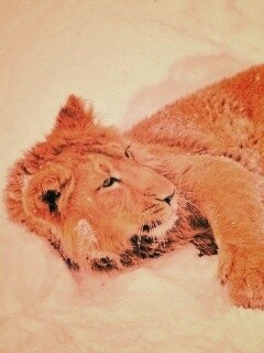 Львёнок в снегу обои