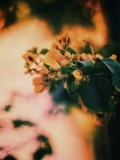 Растение обои