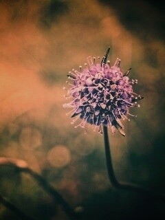 Цветок в макро обои