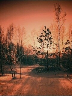 Зимний лес обои