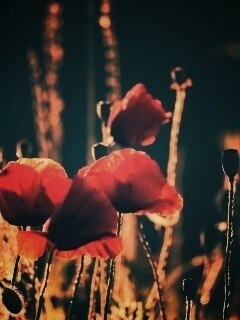 Макро фото мака обои