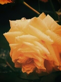 Желтая роза обои