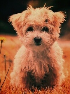 Щенок болонки обои