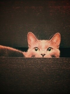 Кот в ящике комода обои