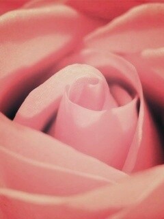 Фиолетовая роза макро обои