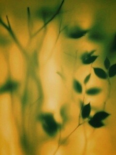 Зелень за стеклом обои