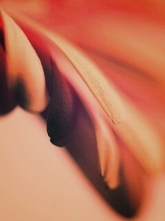 Лепестки цветка в макро обои