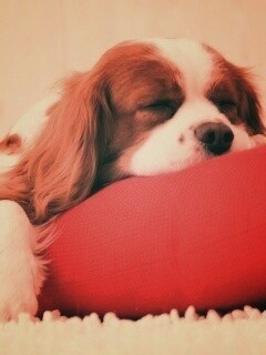 Спящий щенок на красной подушке обои