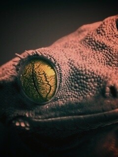 Ящерка обои