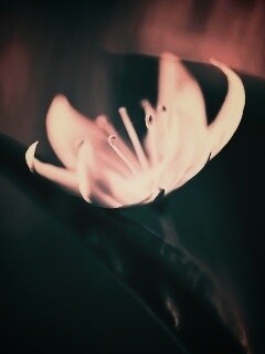 Белый цветок обои