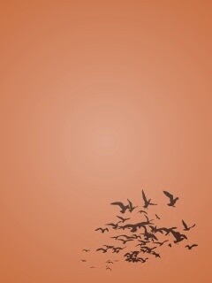 Стая птиц обои