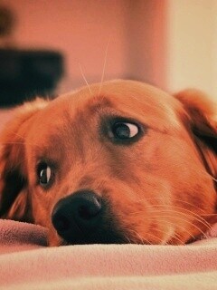 Лабрадор-ретривер обои